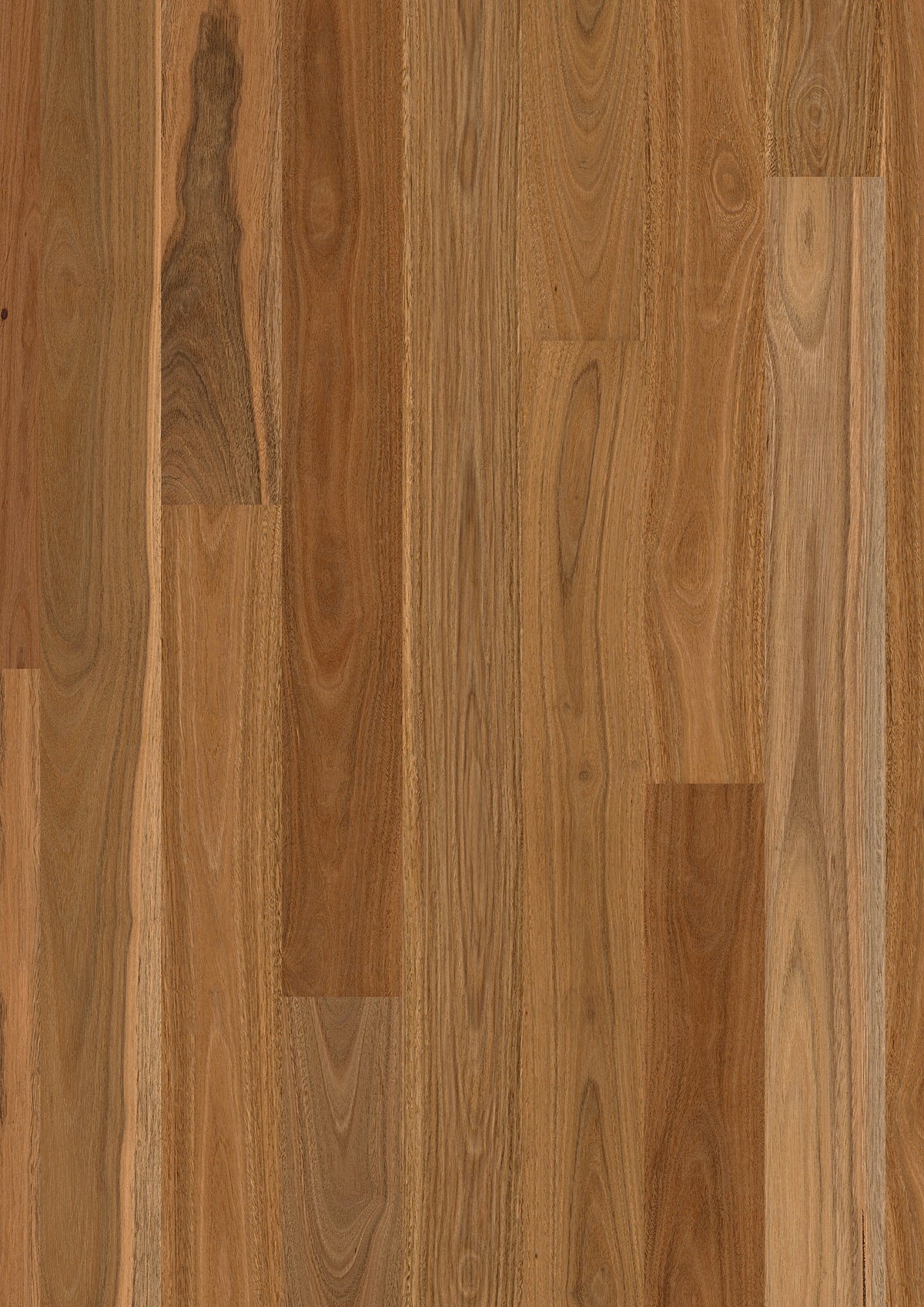 Spotted Gum Gloss 1 Strip | Sidura Australian Timber Flooring Belrose Sydney